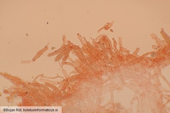 Spodocybe trulliformis
