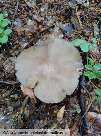 Megacollybia platyphylla