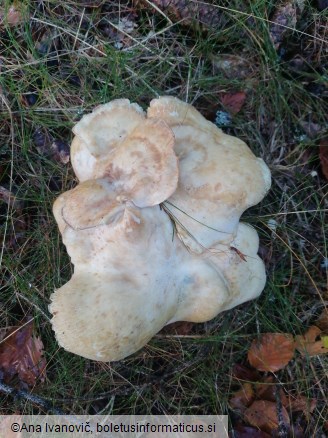 Albatrellus confluens