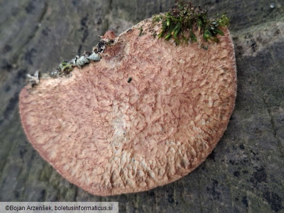 Hapalopilus nidulans