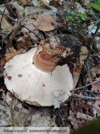 Tricholoma colossus