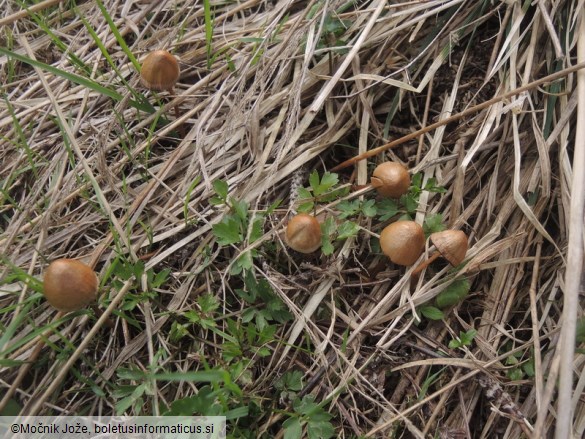 Conocybe rickeniana