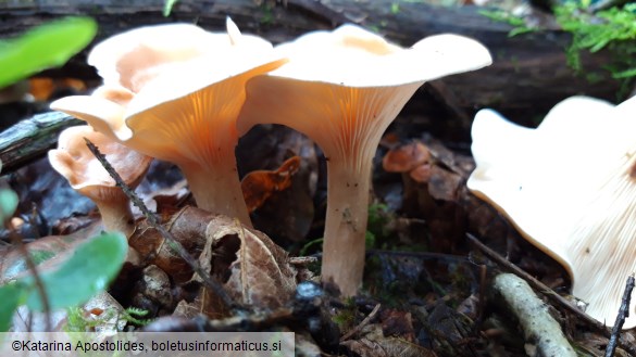 Lepista flaccida