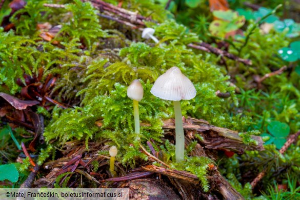 Mycena epipterygia