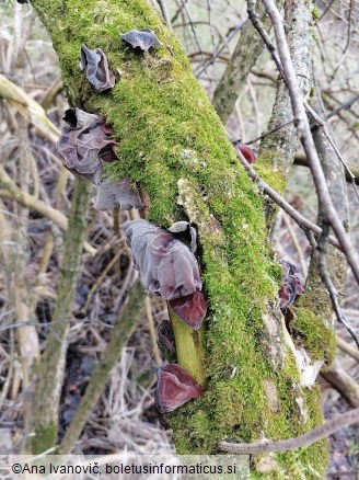 Auricularia auricula-judae