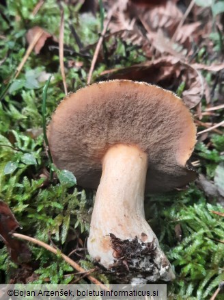 Suillus variegatus