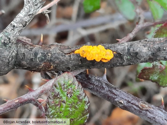 Tremella mesenterica