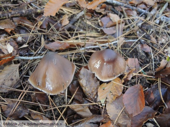 Cortinarius elatior