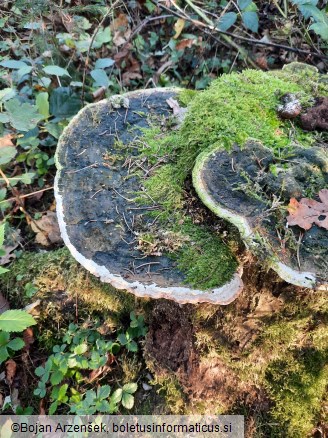 Trametes gibbosa