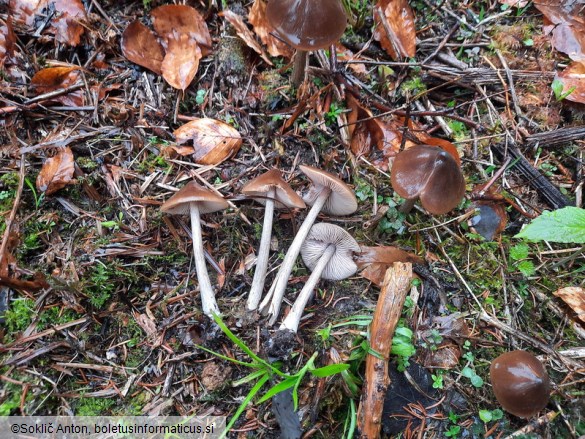 Entoloma hirtipes