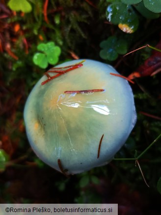 Stropharia aeruginosa