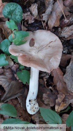 Entoloma sinuatum