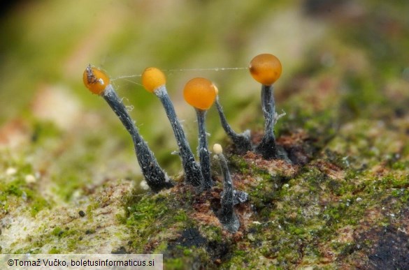 Stilbocrea gracilipes