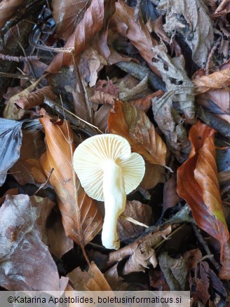 Hygrophorus cossus