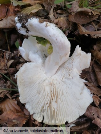 Tricholoma columbetta