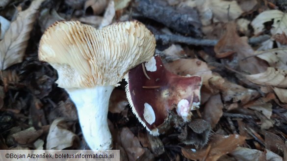 Russula integra