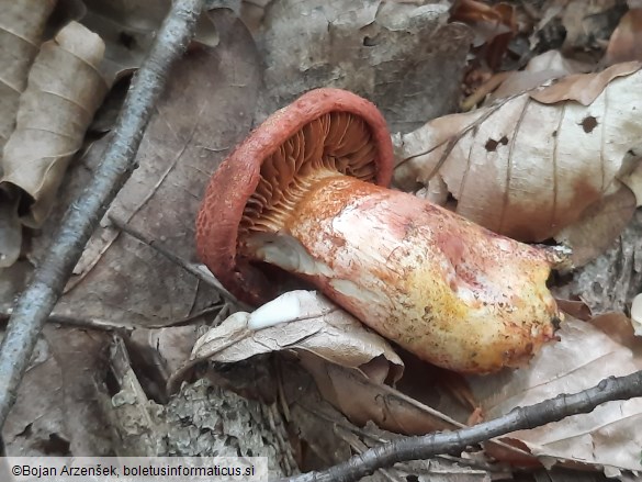 Cortinarius bolaris