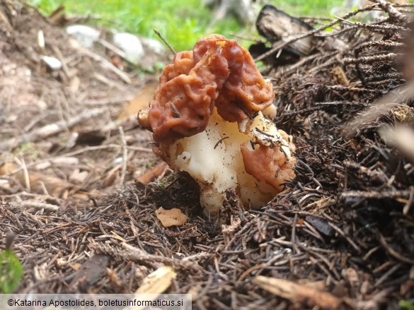 Gyromitra esculenta