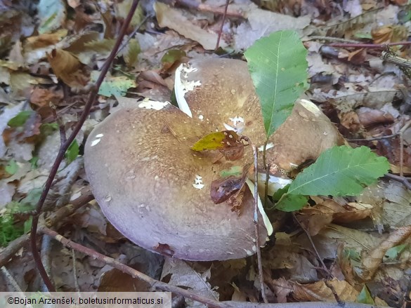 Russula olivacea