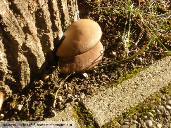 Pleurotus ostreatus