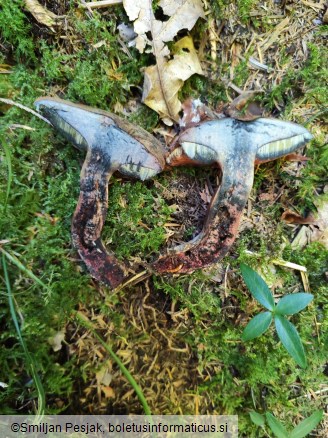 Boletus mendax