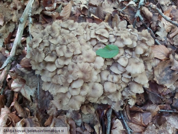 Polyporus umbellatus