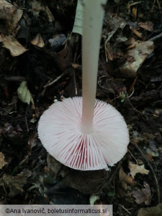 Mycena rosea