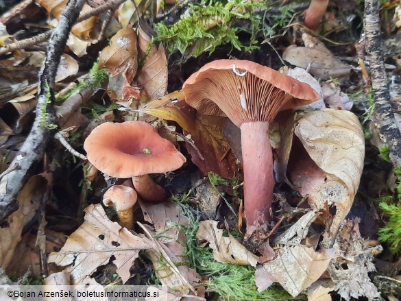 Lactarius camphoratus
