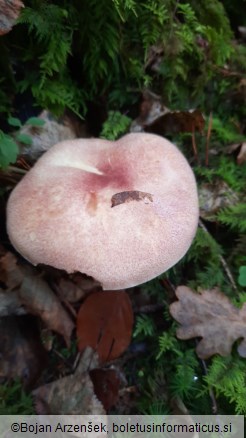 Tricholomopsis rutilans