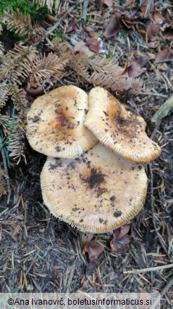 Russula grata