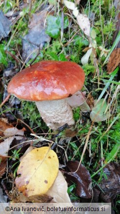 Leccinum versipelle