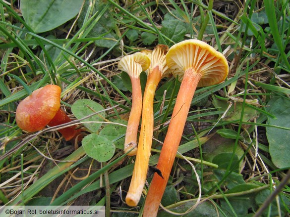 Hygrocybe cantharellus