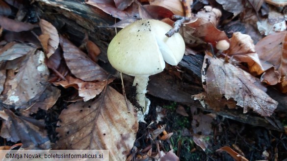 Amanita phalloides