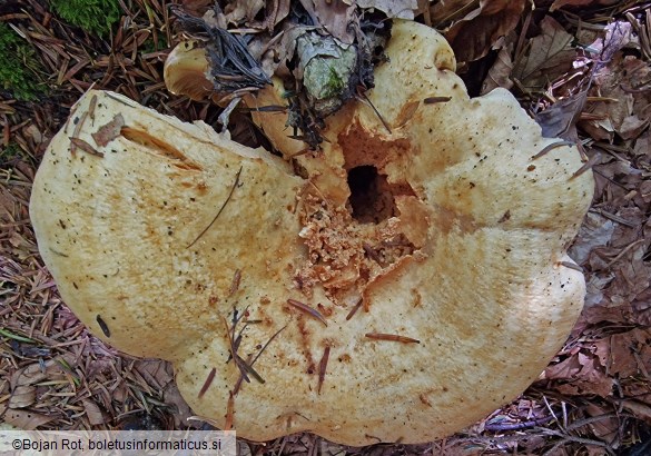 Lactarius intermedius