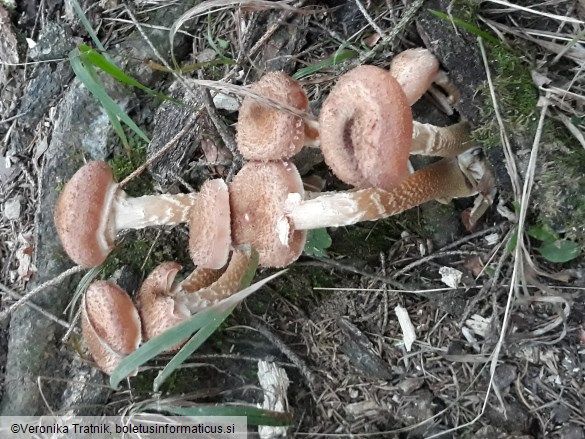 Armillaria ostoyae