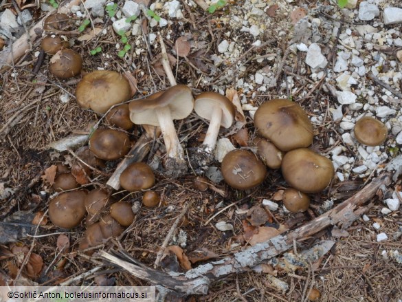 Melanoleuca cognata