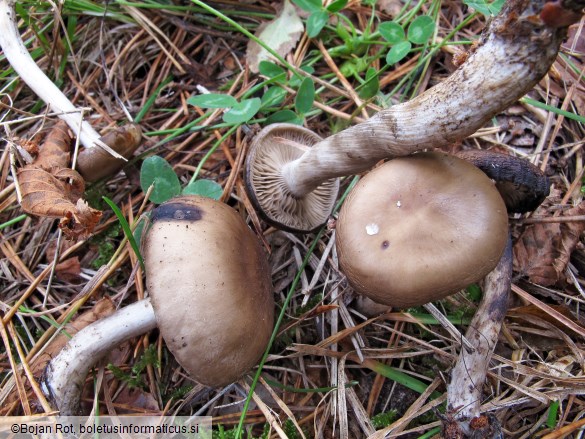 Lyophyllum maleolens