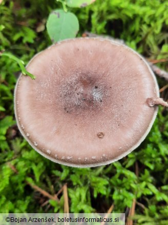 Amanita porphyria