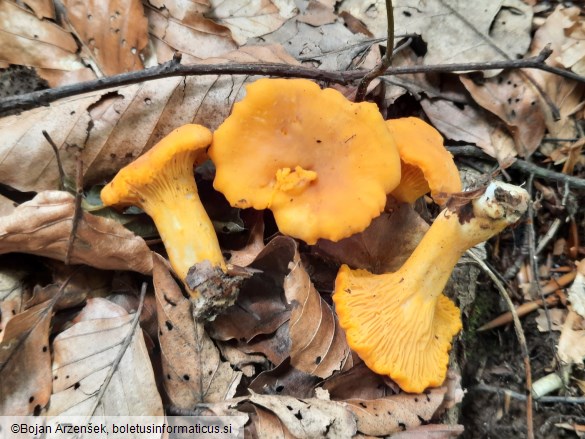 Cantharellus cibarius