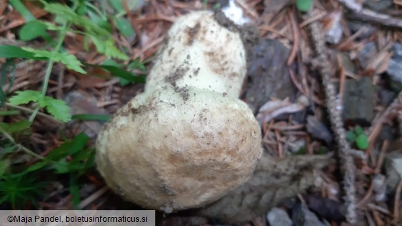 Boletus cyanescens