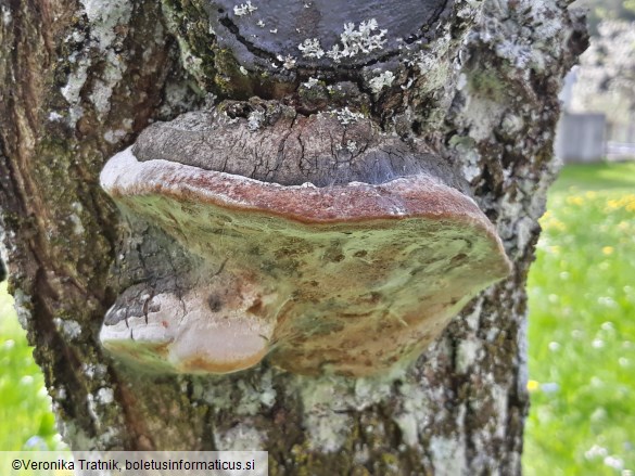 Phellinus pomaceus