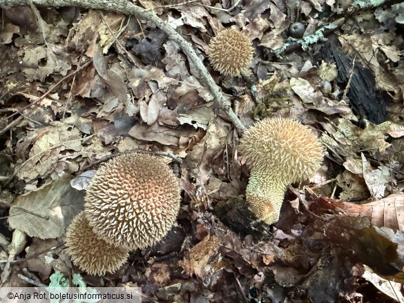 Lycoperdon echinatum