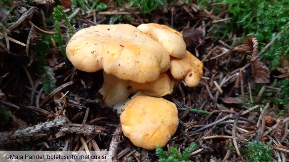 Cantharellus cibarius