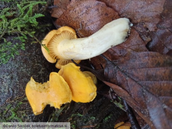 Cantharellus cibarius