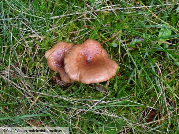 Lactarius hysginus