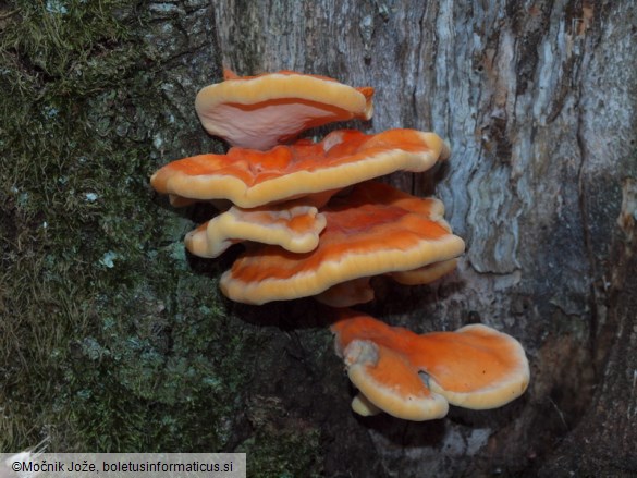 Laetiporus sulphureus