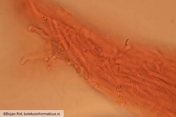 Skeletocutis albocremea