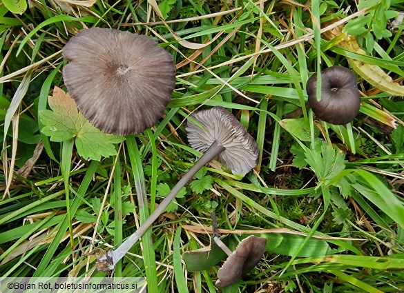 Entoloma serrulatum