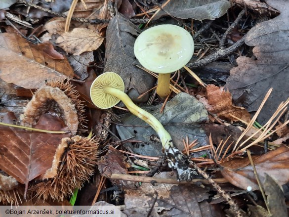 Tricholoma sulphureum