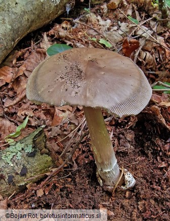 Amanita umbrinolutea